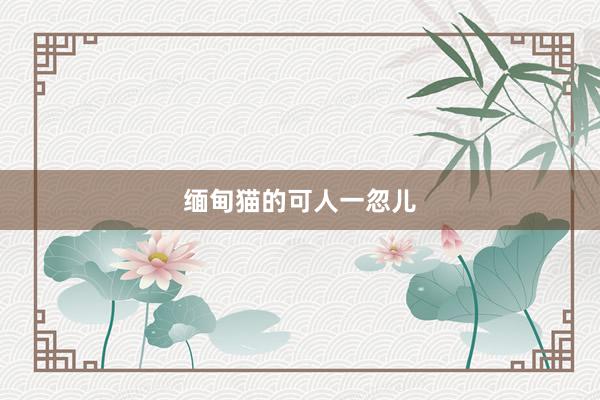 缅甸猫的可人一忽儿